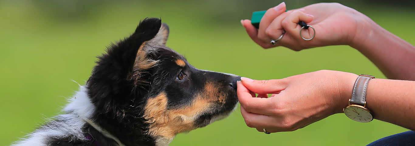 Dog Training Program