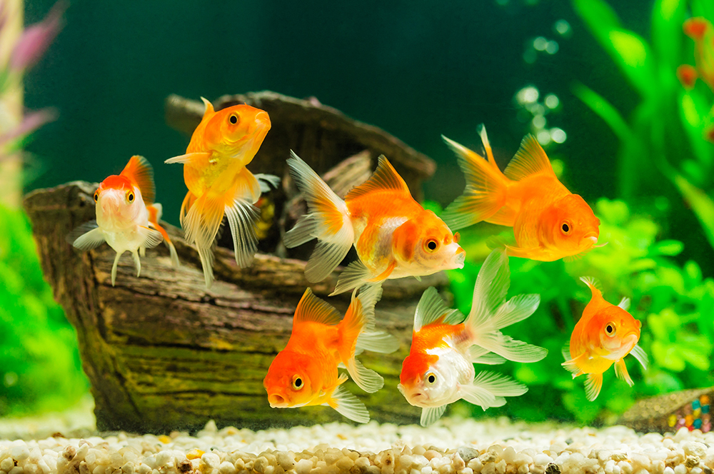 Fish Tank